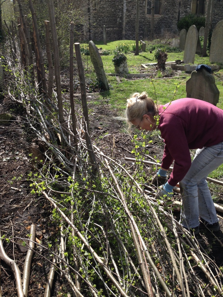 Colour photo of a volunteer hedge laying at East Ham nature reserve