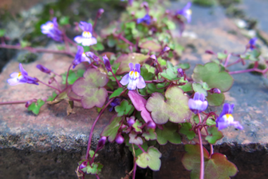 Ivy-Leaved Toadflax growing on the street where Madge lived