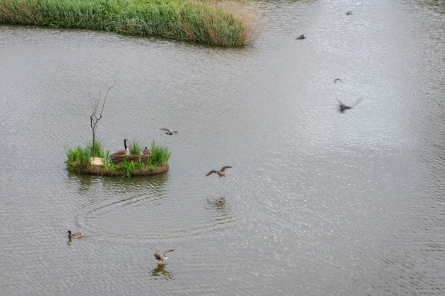 SurgeRuth_Geese_DucksLanding