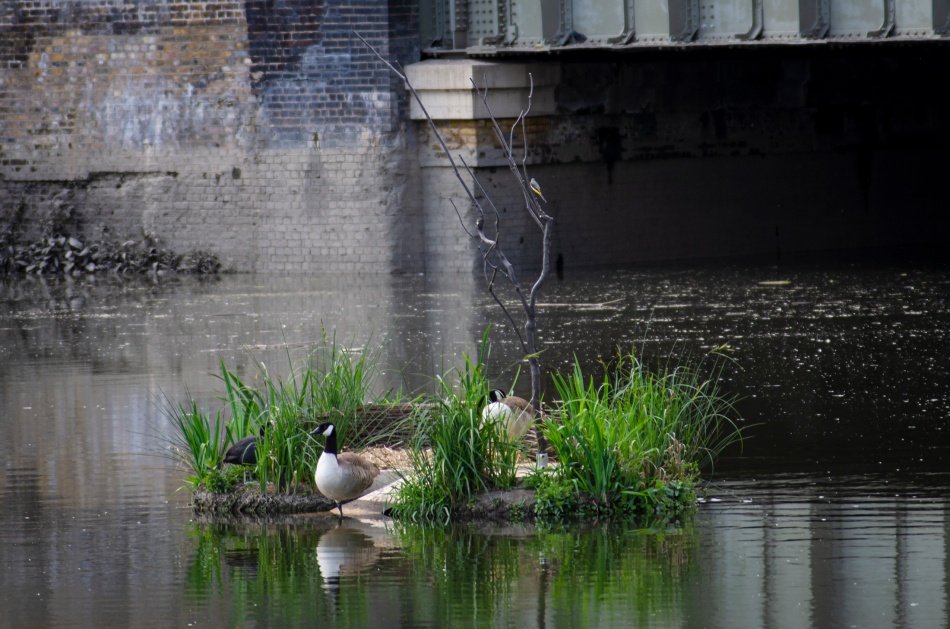 SurgeRuth_GooseWagtailMoorhen