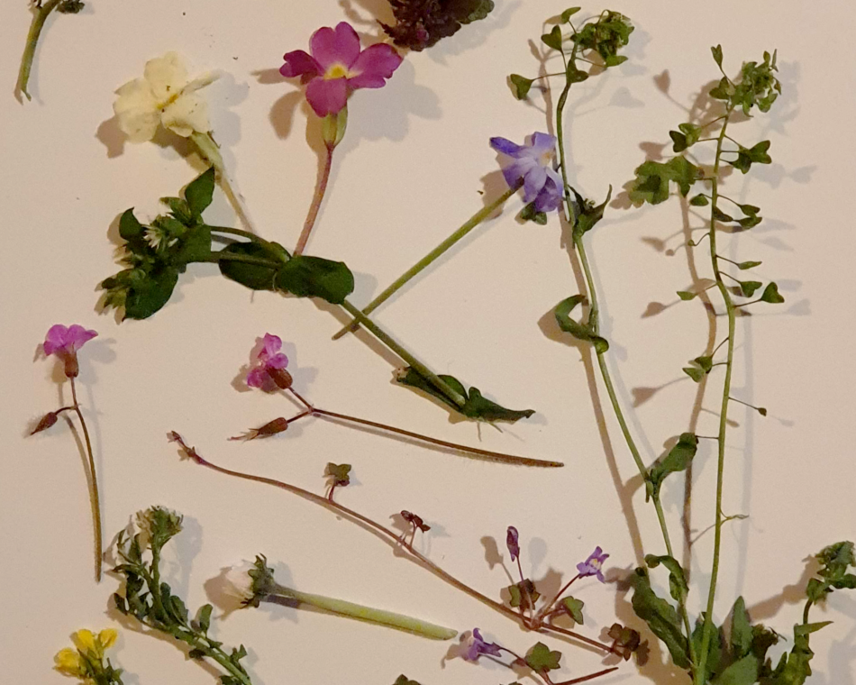 Wild Flowers image